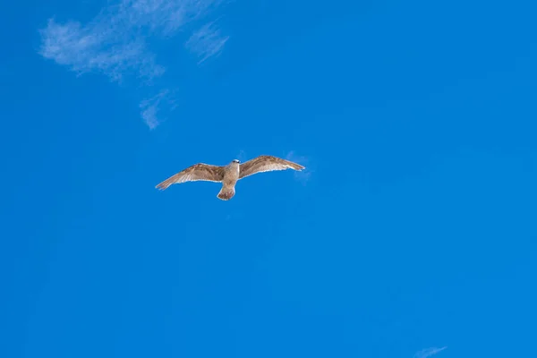 Gaivotas Voadoras Gaivotas Voando Sobre Mar Céu Azul — Fotografia de Stock