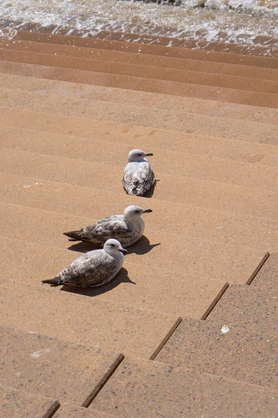 Seagulls Waiting Food Stairs Sea — Stock Photo, Image