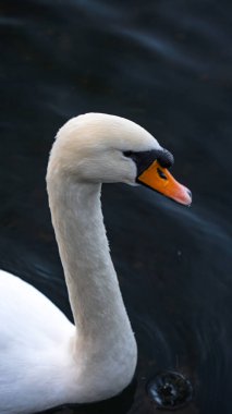 Gölde yüzen kuğular. Harika gölde suda güzel kuğular