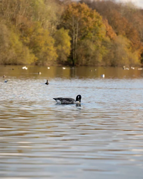 Patos Nadando Lago Patos Reflejándose Alimentándose Lago — Foto de Stock