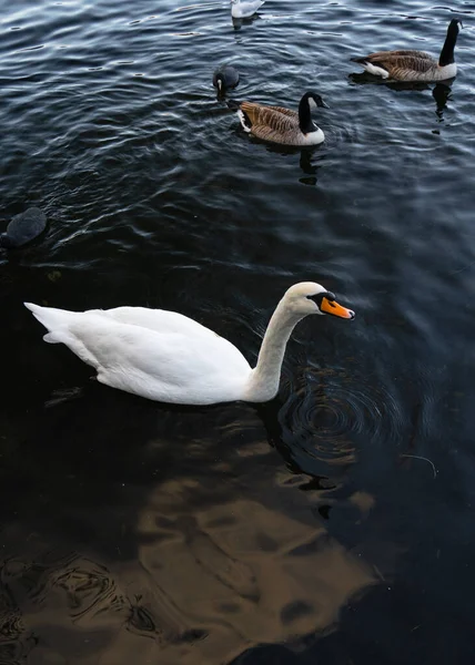Cisnes Nadando Lago Hermosos Cisnes Agua Maravilloso Lago — Foto de Stock