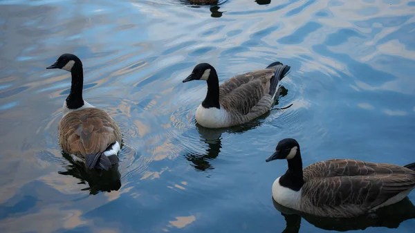 Ducks Swimming Lake Ducks Reflecting Foraging Lake — Stock Photo, Image