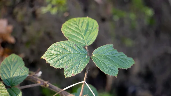 Листья Травы Ядовитые Листья Лесу — стоковое фото