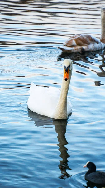 Cisnes Nadando Lago Belos Cisnes Água Maravilhoso Lago — Fotografia de Stock