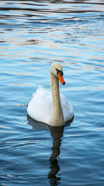 Swans Swimming Lake Beautiful Swans Water Wonderful Lake — Stock Photo, Image
