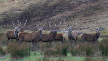 Doğada geyik avı. Doğada kahverengi geyik