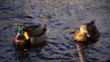 Suda duran ördek çifti. İki ördek suda yüzüyor.