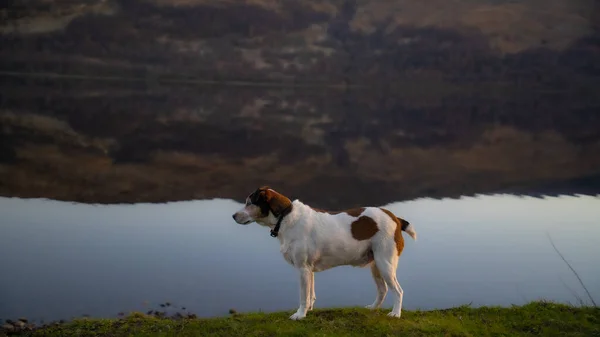 Cute dog watching the beautiful view by the lake