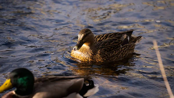 Duck Couple Standing Water Ducks Swimming Water — Stock Photo, Image