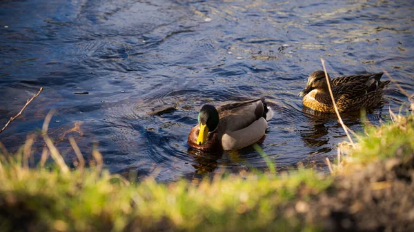 Duck couple standing in water. 2 ducks swimming in the water