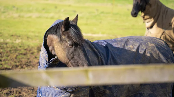 stock image horses sunbathing on the farm. English horses with sheaths on them.