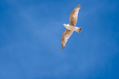 Uçan martılar. Kumsalda uçan martılar deniz göç etmeye hazırlanıyor.