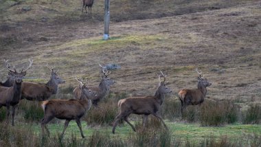 Doğada geyik avı. Doğada kahverengi geyik