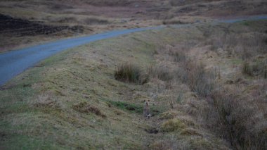 Doğada geyik avı. Doğada kahverengi geyik