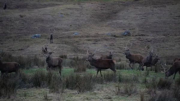 Doğada geyik avı. Doğada kahverengi geyik