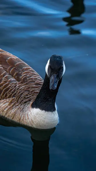 Ördekler gölde yüzüyor. Ördekler gölde yiyecek arıyor.