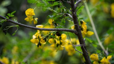 Arı bal yapıyor. Çiçekli ağaç ve arı üzerinde bal yapıyor.