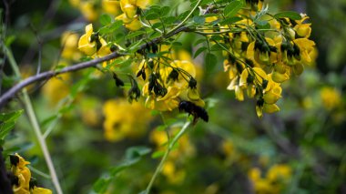 Bee making honey. Flowering tree and bee making honey on it clipart