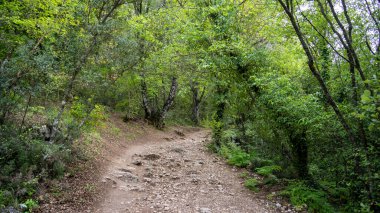 Orman yürüyüşü yolu. Orman ve yürüme yolu doğadaki yeşil ağaçların arasında