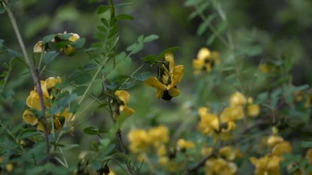 Пчела Среди Цветов Пчела Ползает Среди Желтых Цветов Сделать Мед — стоковое видео