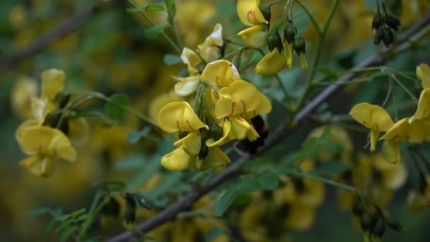 蜜蜂在花朵间飞舞蜜蜂在黄色的花朵间爬行以制造蜂蜜 — 图库视频影像