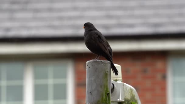 Sokak Lambasındaki Kuş Yağmurlu Havada Sokak Lambasında Siyah Kuş — Stok video
