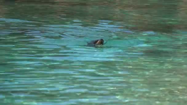 Lontra Nadando Água Lontra Doce Água Azul — Vídeo de Stock