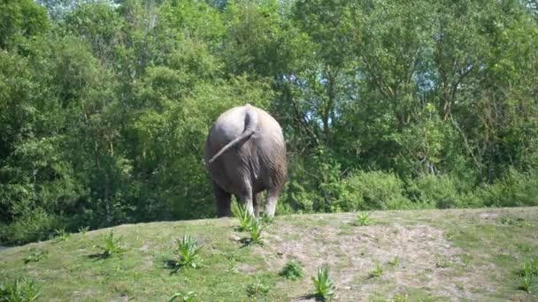 Elephant Eats Grass Elephant Eating Grass Jungle Zoo — Stock Video