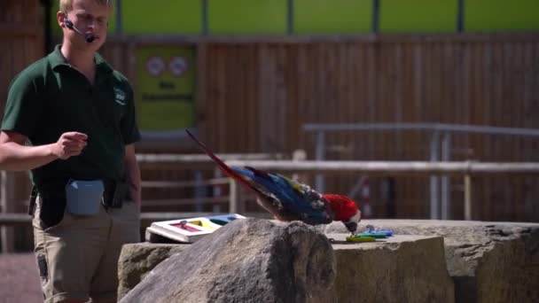Färgrik Papegoja Tränad Papegoja Zoo Utför — Stockvideo