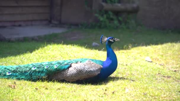 蓝色孔雀 孔雀在森林里晒日光浴 — 图库视频影像