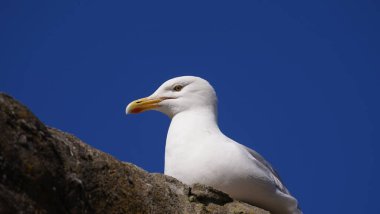 Martı kuşu ya da deniz kuşunun deniz sahilinde ayakta durması. Deniz kayasındaki beyaz gri kuş martısının yakın görüntüsü. Doğal mavi arkaplanda martı portresi. Martı kuşunun yakın çekimi izole edildi.