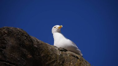 Martı kuşu ya da deniz kuşunun deniz sahilinde ayakta durması. Deniz kayasındaki beyaz gri kuş martısının yakın görüntüsü. Doğal mavi arkaplanda martı portresi. Martı kuşunun yakın çekimi izole edildi.