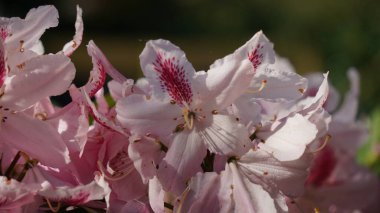 Rododendron Kozmopolit çiçeği. Renkli çiçekler ve çiçek kökleri