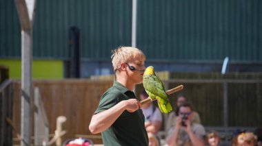 Renkli papağan. Hayvanat bahçesinde eğitilmiş papağan gösterisi.