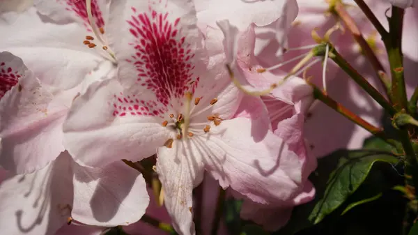 Rododendron Kozmopolit çiçeği. Renkli çiçekler ve çiçek kökleri