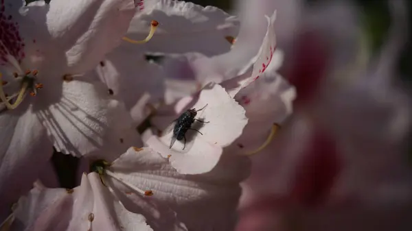 Rododendron Kozmopolit çiçeği. Renkli çiçekler ve çiçek kökleri