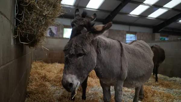 donkey Sweet donkey eating.donkey in the barn