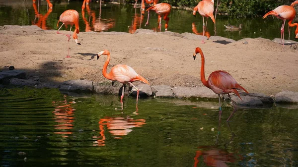 Стадо Фламинго Стая Сладких Фламинго Воды — стоковое фото