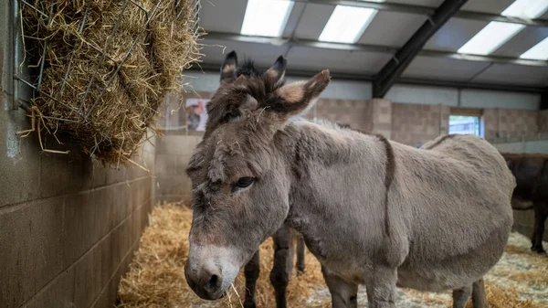 donkey Sweet donkey eating.donkey in the barn