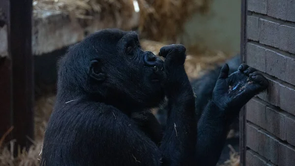 black gorilla. Black gorilla eating at the zoo.