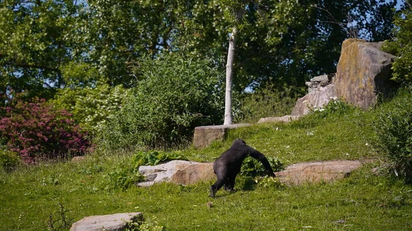 black gorilla. Black gorilla walking in the zoo.