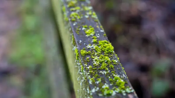 The wood on the railing in the forest is covered with moss. moss covered wood