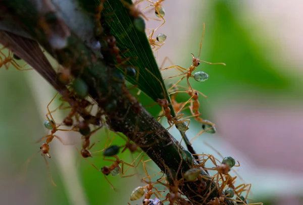 Macro Photograph Green Ants Maintaining Nest Northern Australia One Ant — Stock Photo, Image