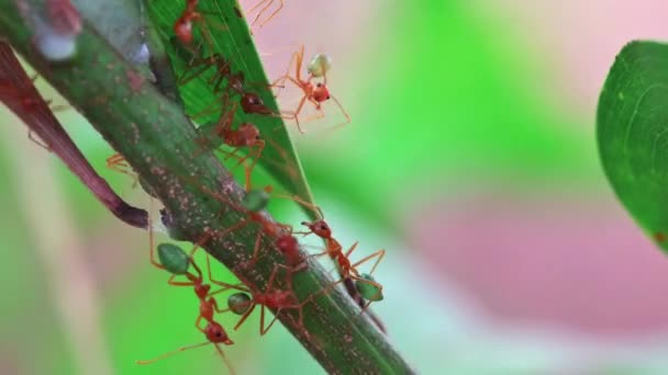 Semut Hijau Berkerumun Untuk Mempertahankan Sarang Semut — Stok Video