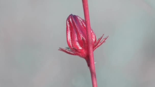 Una Mirada Cerca Solo Brote Rosella Roja Moviéndose Suavemente Brisa — Vídeos de Stock