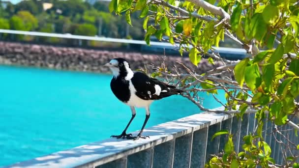 Küçük Siyah Beyaz Avustralya Peewee Kuşu Arka Planda Mavi Kuzey — Stok video
