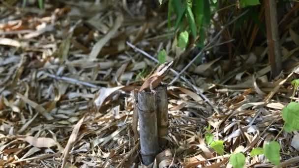 Jaszczurka Gilberta Smoka Stojąca Dwóch Starych Bambusowych Pniakach — Wideo stockowe