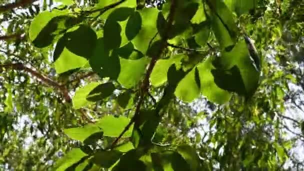 Folhas Verdes Tropicais Que Movem Vento Enquanto Absorvem Luz Solar — Vídeo de Stock