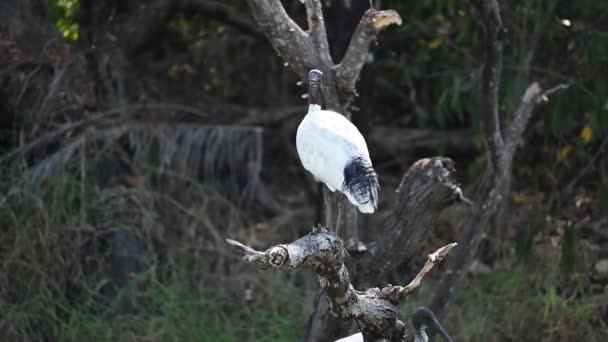 Een Australische Witte Ibis Een Tak Boven Een Regionale Waterweg — Stockvideo