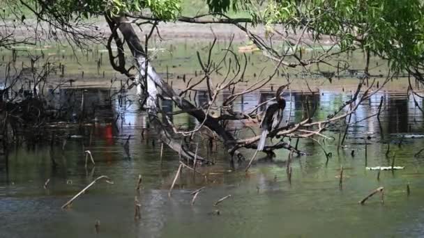 オーストラリアの水路の上の枝の上のオーストラリアのダーターの準備 — ストック動画
